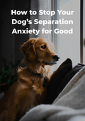 How to Stop Your Dog’s Separation Anxiety for Good