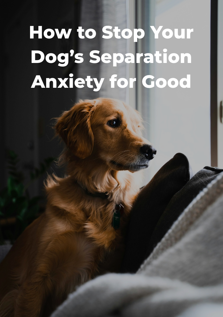 How to Stop Your Dog’s Separation Anxiety for Good