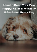 How to Keep Your Dog Happy, Calm & Mentally Stimulated Every Day