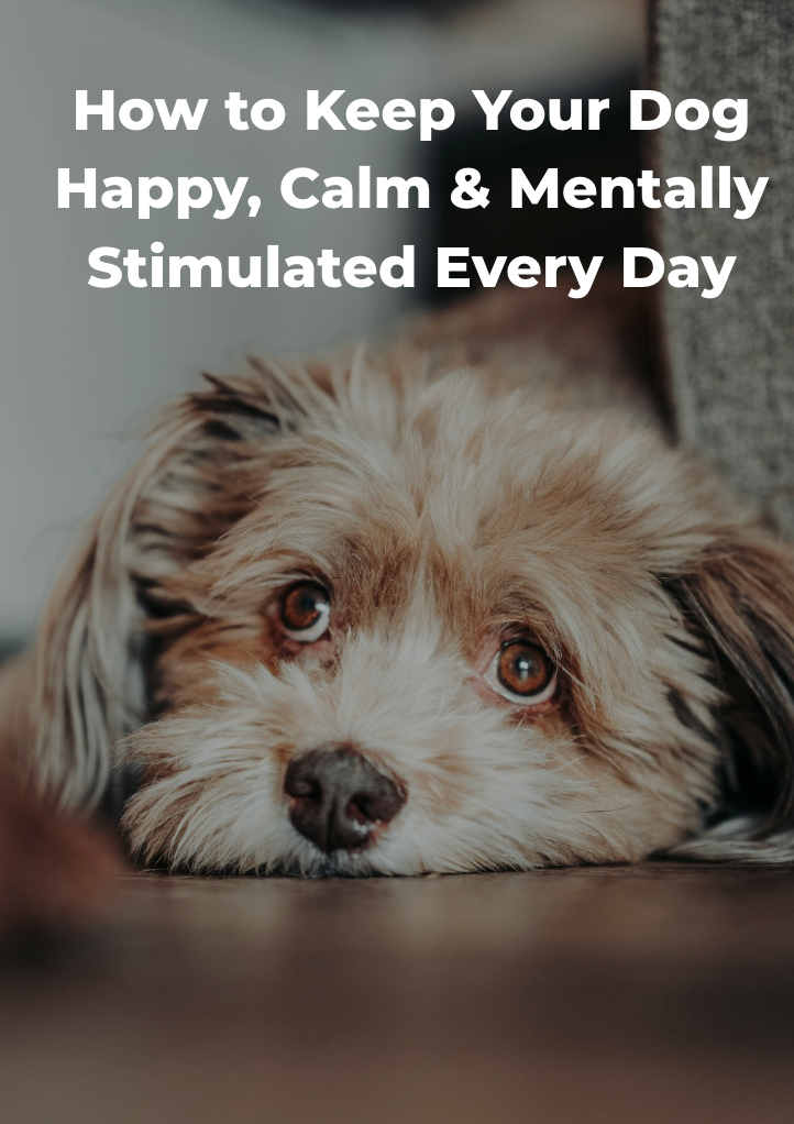 How to Keep Your Dog Happy, Calm & Mentally Stimulated Every Day